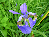 Iris - ирис сибирский