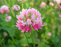 Trifolium hybridium - клевер гибридный