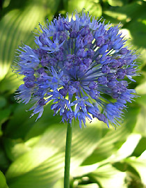 Allium coeruleum - лук голубой