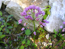 Allium - лук угловатый