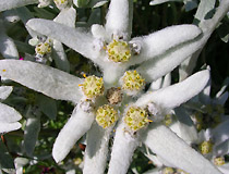 Leontopodium alpinum - эдельвейс альпийский