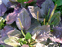 Plantago major f. Purpurea  - подорожник обыкновенный форма Purpurea
