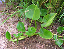 Calla palustris - белокрыльник болотный