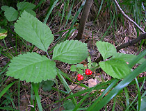 Rubus saxatilis - костяника