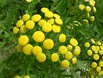 Tanacetum vulgare - пижма обыкновенная